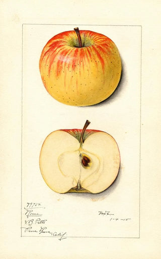 Mary Daisy Arnold - Malus domestica Rome.webp