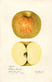 Malus domestica Western Beauty - Mary Daisy Arnold — Ansicht des Kunstwerks