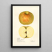 Malus domestica Western Beauty - Mary Daisy Arnold — gerahmtes Bild an der Wand