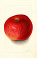 Malus domestica Wolf River - Mary Daisy Arnold — Ansicht des Kunstwerks