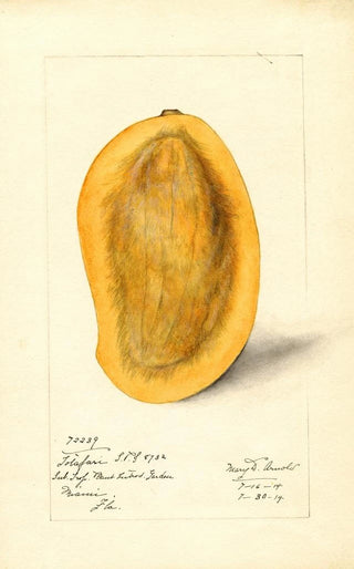 Mary Daisy Arnold - Mangifera indica Totafari.webp