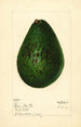 Persea Lyon - Mary Daisy Arnold — Ansicht des Kunstwerks