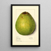 Persea Persea Americana - Mary Daisy Arnold — gerahmtes Bild an der Wand