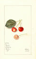 Prunus avium Bender - Mary Daisy Arnold — Ansicht des Kunstwerks