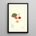Prunus avium Bender - Mary Daisy Arnold — gerahmtes Bild an der Wand