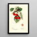 Prunus avium Ida - Mary Daisy Arnold — gerahmtes Bild an der Wand
