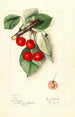 Prunus avium Ida - Mary Daisy Arnold — Ansicht des Kunstwerks