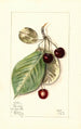 Prunus avium Luelling - Mary Daisy Arnold — Ansicht des Kunstwerks