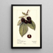 Prunus avium Montmorency de Mezel - Mary Daisy Arnold — gerahmtes Bild an der Wand