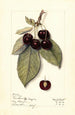 Prunus avium Montmorency de Mezel - Mary Daisy Arnold — Ansicht des Kunstwerks