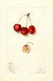 Prunus avium Roe - Mary Daisy Arnold — Ansicht des Kunstwerks