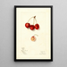 Prunus avium Roe - Mary Daisy Arnold — gerahmtes Bild an der Wand