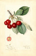 Prunus avium Royal Duke - Mary Daisy Arnold — Ansicht des Kunstwerks
