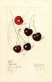 Prunus avium Schmidt - Mary Daisy Arnold — Ansicht des Kunstwerks