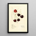 Prunus avium Schmidt - Mary Daisy Arnold — gerahmtes Bild an der Wand