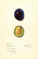 Prunus domestica Earliana - Mary Daisy Arnold — Ansicht des Kunstwerks