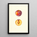 Prunus domestica Farmosa - Mary Daisy Arnold — gerahmtes Bild an der Wand