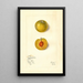 Prunus domestica Kelbolan - Mary Daisy Arnold — gerahmtes Bild an der Wand