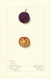Prunus domestica Toka - Mary Daisy Arnold — Ansicht des Kunstwerks