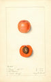 Prunus mume Barry - Mary Daisy Arnold — Ansicht des Kunstwerks
