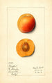Prunus mume Stanford - Mary Daisy Arnold — Ansicht des Kunstwerks