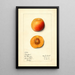 Prunus mume Stanford - Mary Daisy Arnold — gerahmtes Bild an der Wand