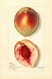 Prunus persica Baston - Mary Daisy Arnold — Ansicht des Kunstwerks