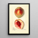 Prunus persica Baston - Mary Daisy Arnold — gerahmtes Bild an der Wand