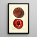 Prunus persica Bloomington - Mary Daisy Arnold — gerahmtes Bild an der Wand