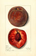 Prunus persica Bloomington - Mary Daisy Arnold — Ansicht des Kunstwerks