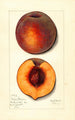 Prunus persica Masons Orange - Mary Daisy Arnold — Ansicht des Kunstwerks