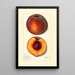 Prunus persica Masons Orange - Mary Daisy Arnold — gerahmtes Bild an der Wand