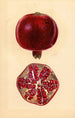 Punica granatum Granatapfel - Mary Daisy Arnold — Ansicht des Kunstwerks