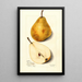Pyrus communis Glout Morceau - Mary Daisy Arnold — gerahmtes Bild an der Wand