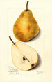 Pyrus communis Glout Morceau - Mary Daisy Arnold — Ansicht des Kunstwerks