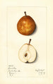 Pyrus communis Lamartine - Mary Daisy Arnold — Ansicht des Kunstwerks