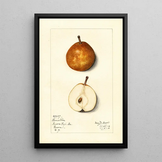 Mary Daisy Arnold - Pyrus communis Lamartine.webp