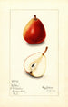 Pyrus communis Wilder - Mary Daisy Arnold — Ansicht des Kunstwerks
