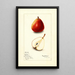 Pyrus communis Wilder - Mary Daisy Arnold — gerahmtes Bild an der Wand