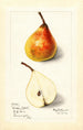 Pyrus communis Worden Seckel - Mary Daisy Arnold — Ansicht des Kunstwerks
