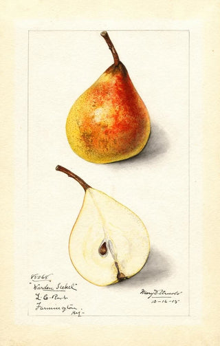 Mary Daisy Arnold - Pyrus communis Worden Seckel.webp