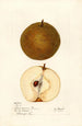 Pyrus pyrifolia - Mary Daisy Arnold — Ansicht des Kunstwerks