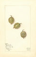 Ribes Duplication - Mary Daisy Arnold — Ansicht des Kunstwerks