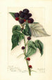 Rubus Perle Noire - Mary Daisy Arnold — Ansicht des Kunstwerks