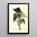 Rubus Perle Noire - Mary Daisy Arnold — gerahmtes Bild an der Wand