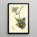 Rubus Brinkles Orange - Mary Daisy Arnold — gerahmtes Bild an der Wand