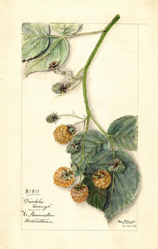 Mary Daisy Arnold - Rubus Brinkles Orange.webp