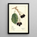 Rubus Haupt - Mary Daisy Arnold — gerahmtes Bild an der Wand
