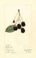 Rubus McDonald - Mary Daisy Arnold — Ansicht des Kunstwerks