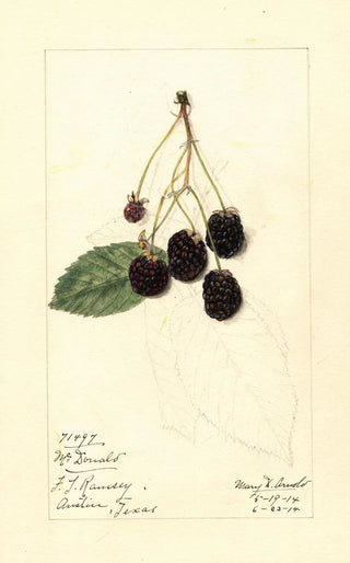 Mary Daisy Arnold - Rubus McDonald.webp